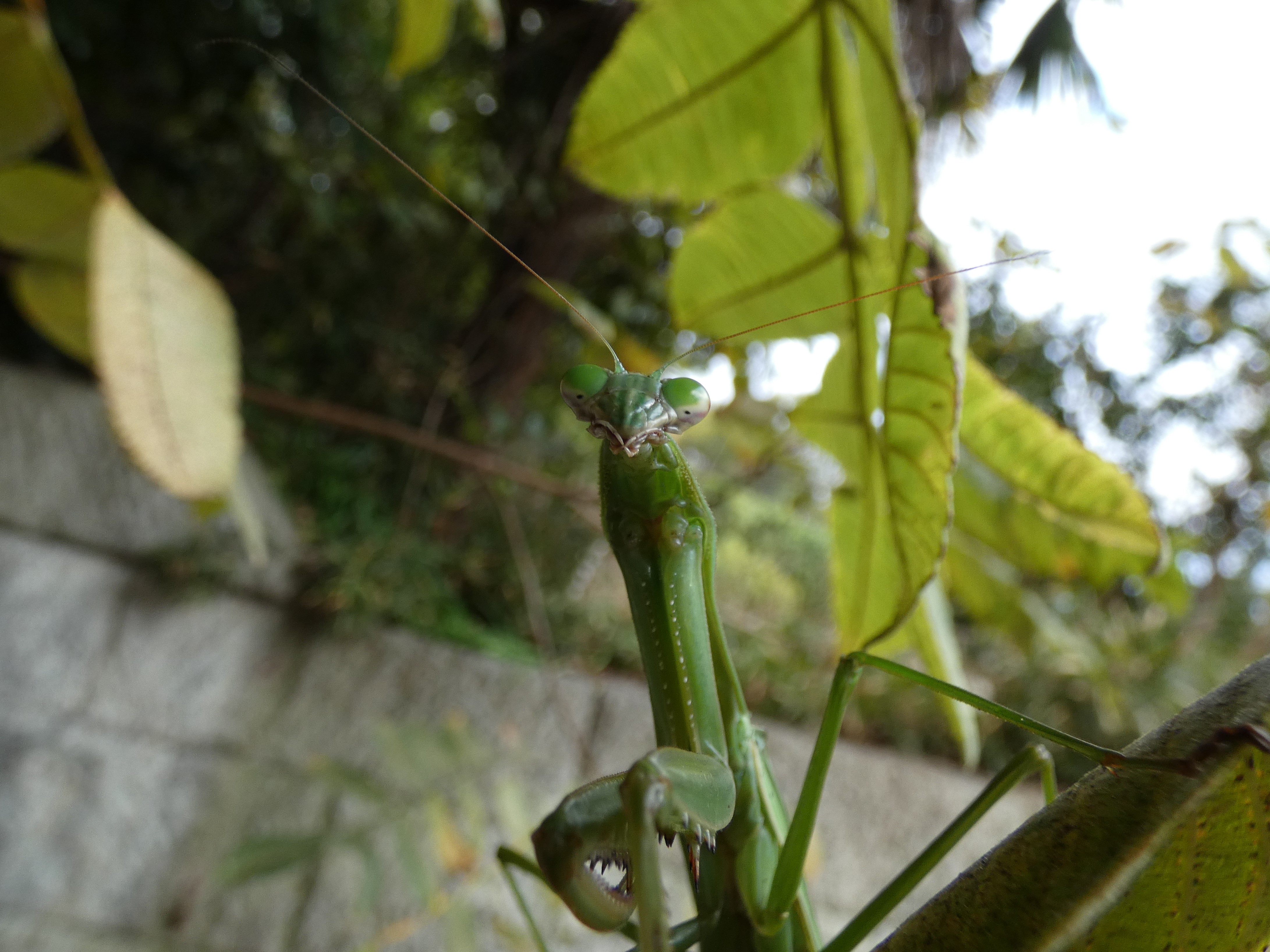 photo_4